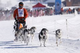 Lenk 2013